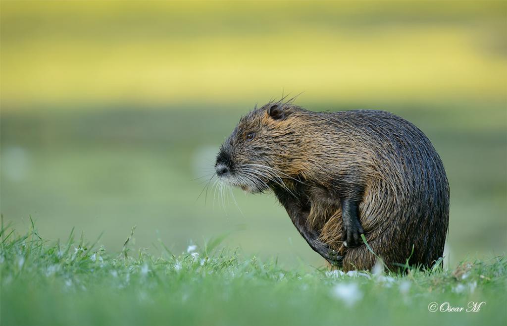 Nutria 9650
