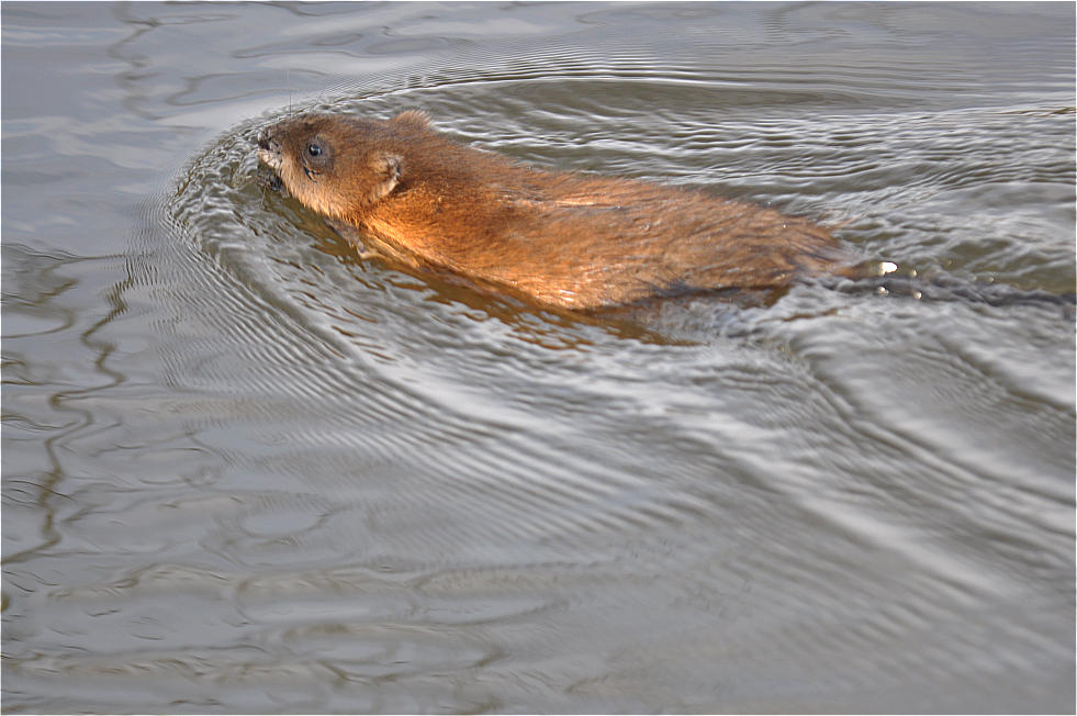 Nutria ( Bisamratte )