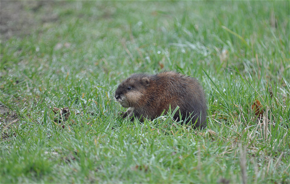 Nutria ( Bisamratte )