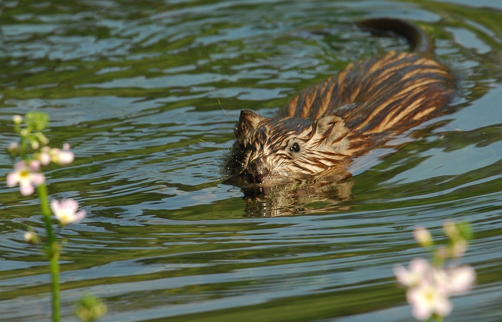 Nutria
D2X 3614 crop web