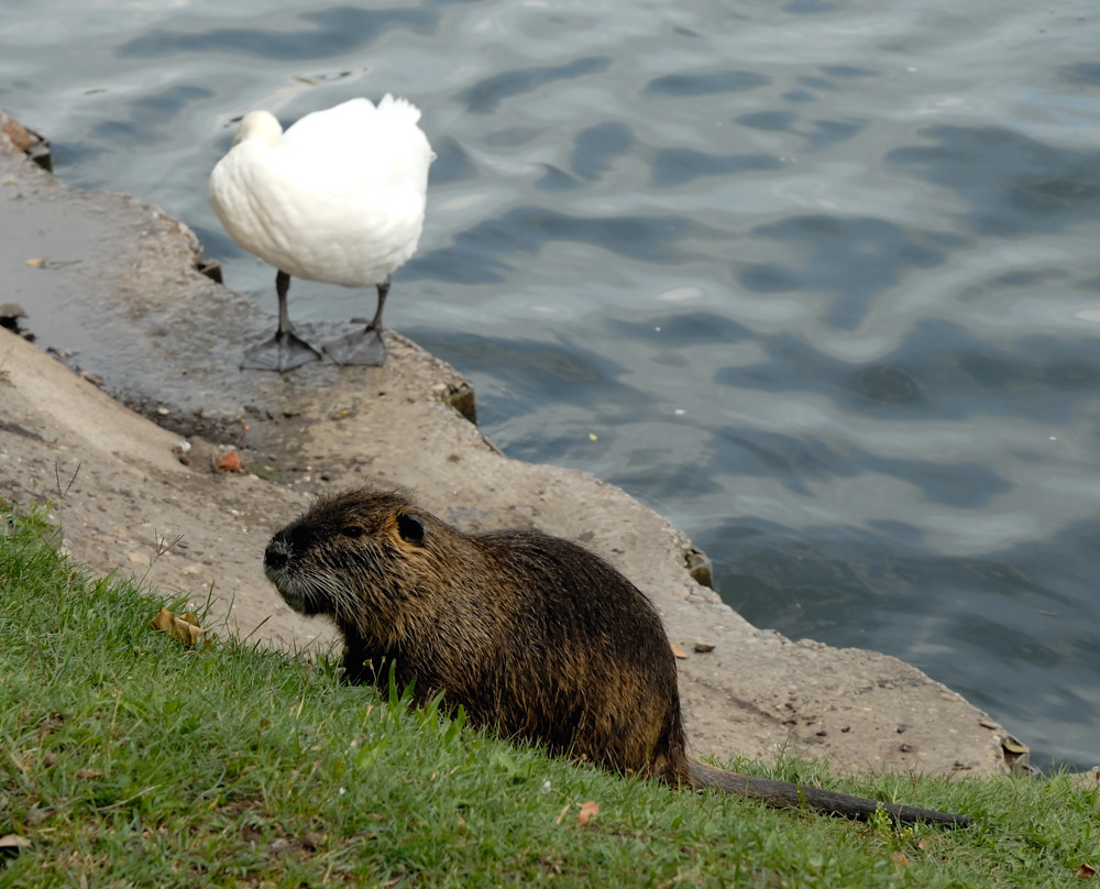 nutria