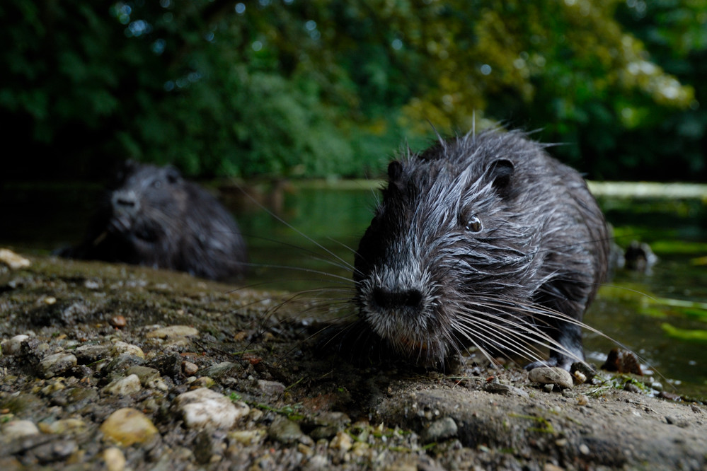 Nutria1