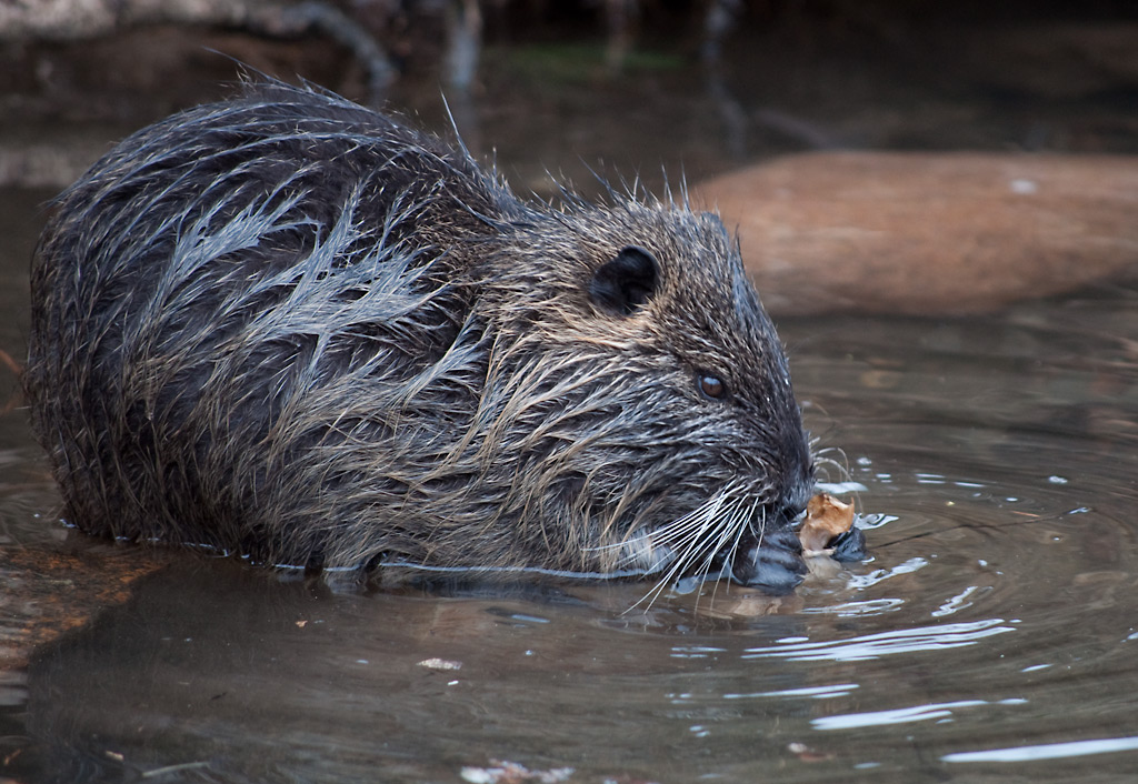 Nutria1