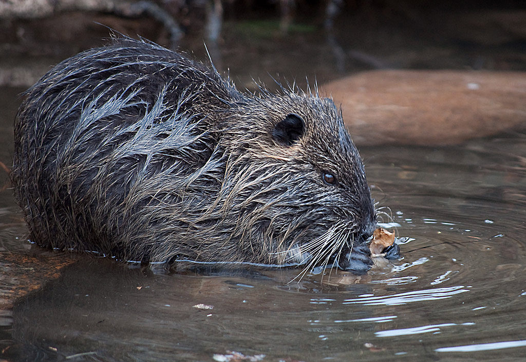 Nutria1