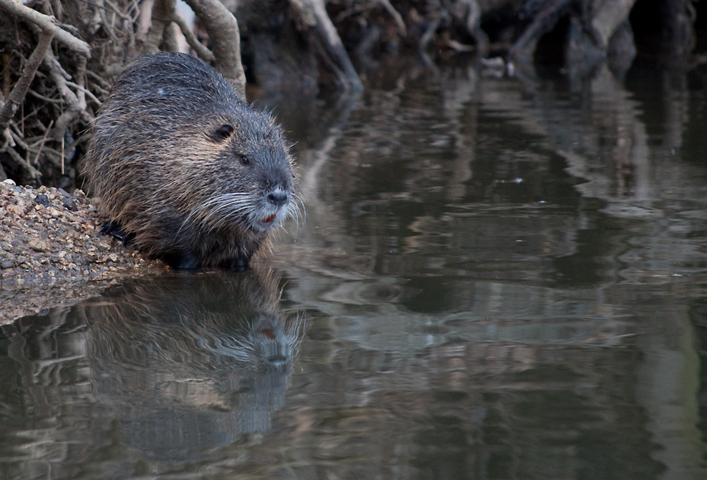 Nutria2