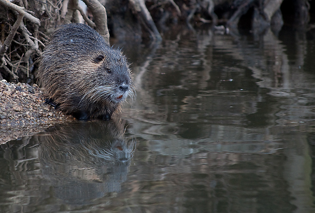 Nutria2