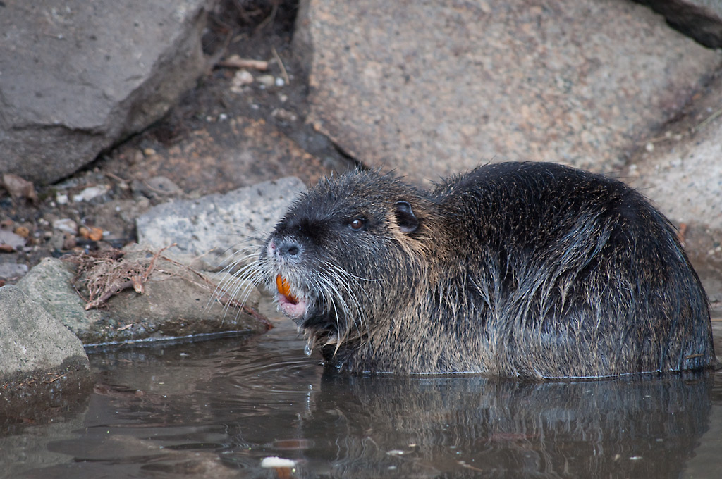 Nutria3