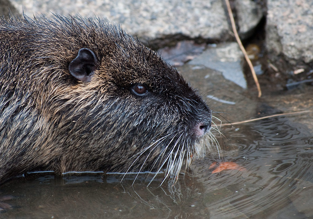 Nutria4