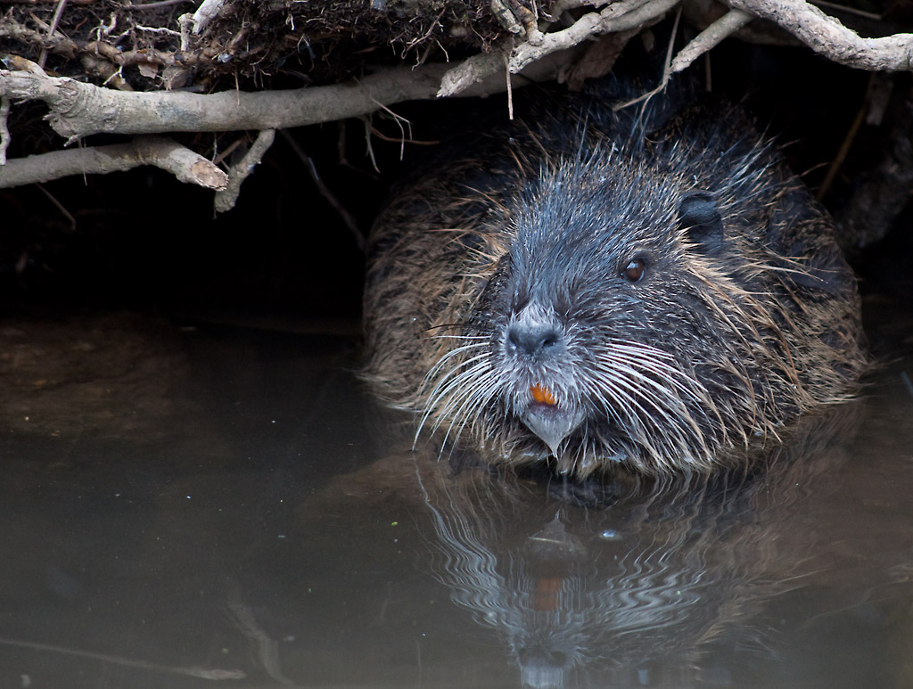Nutria5