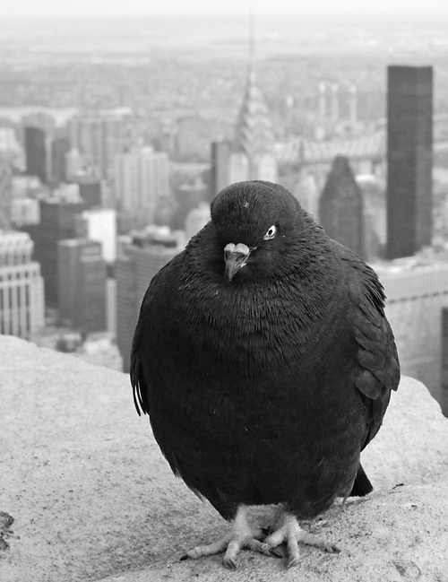 nyc taube