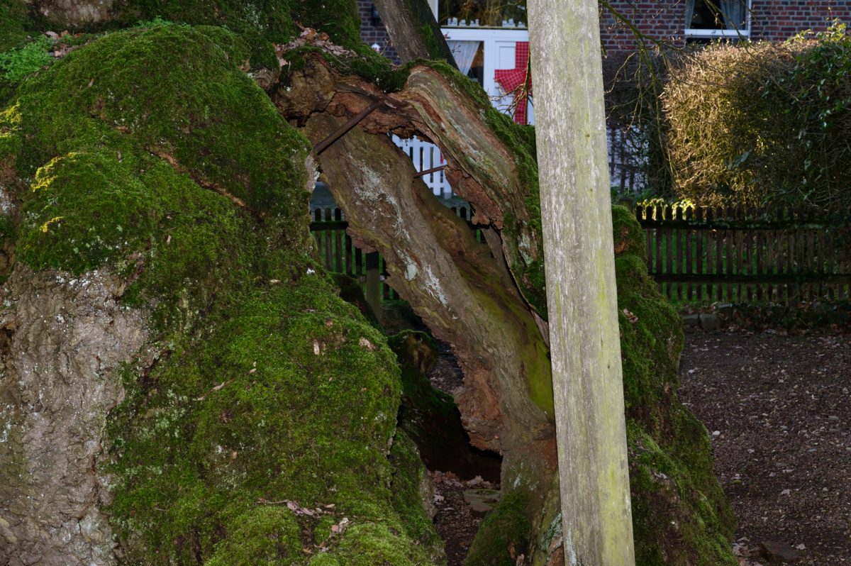 NZ6_4739_DxO.jpg