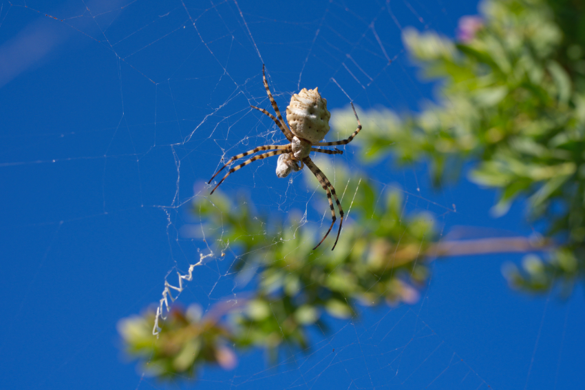 NZ6_5214.jpg