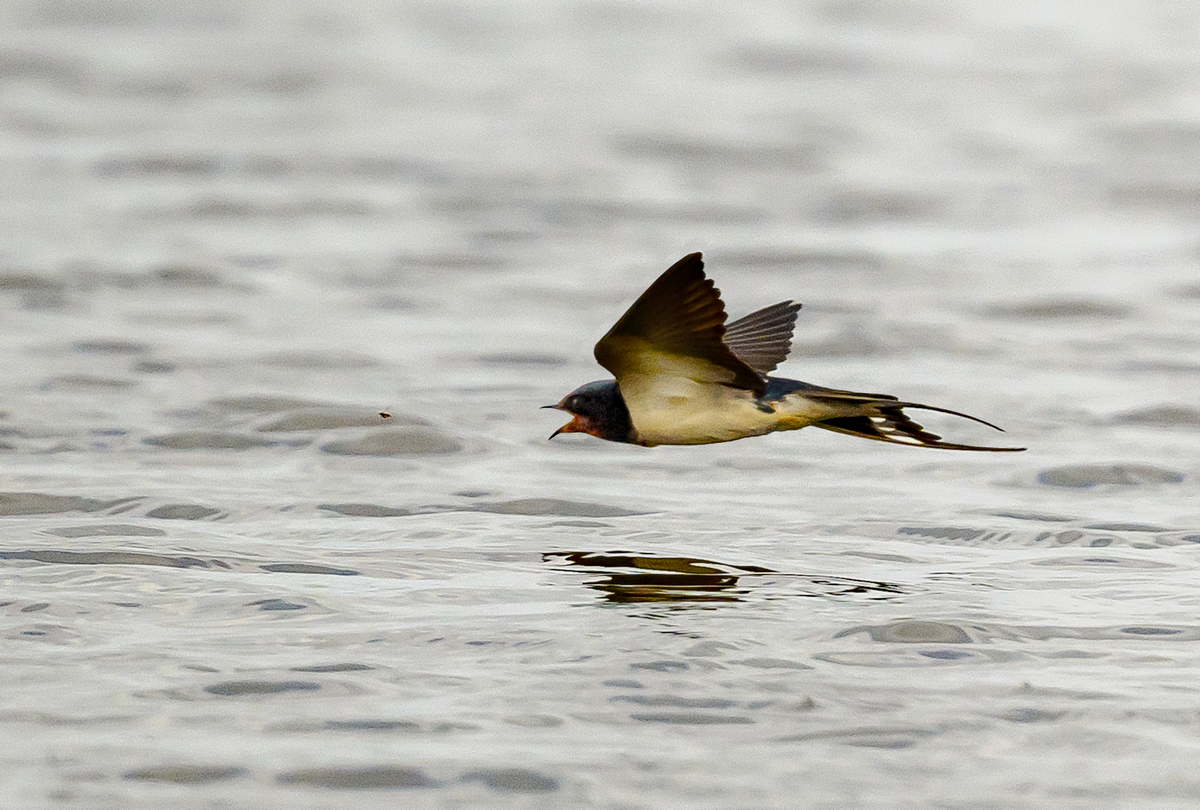 NZ9_0548_Rauchi jagt Fliege__IA_5_2025.jpg