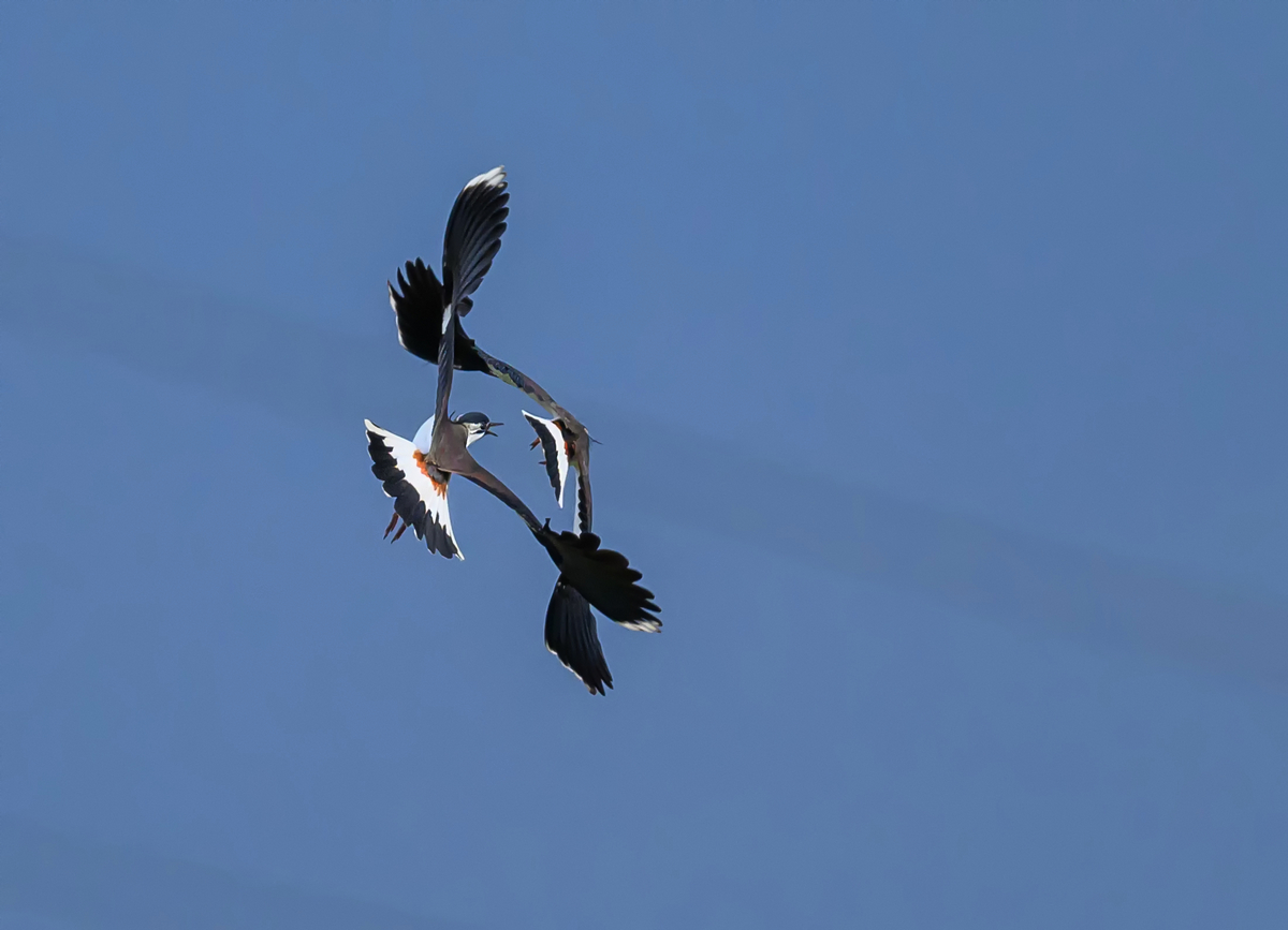 NZ9_1313_Kiebitzduo_IA_3_2023.jpg