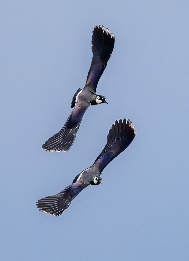 NZ9_1453Kiebitzduo vor dunkelem Himmel_IA_3_2023.jpg
