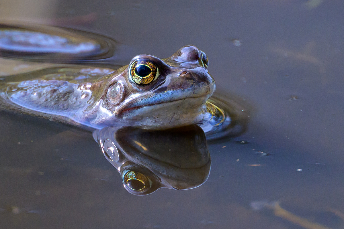 NZ9_1891_erster Frosch__IA3_2024.jpg