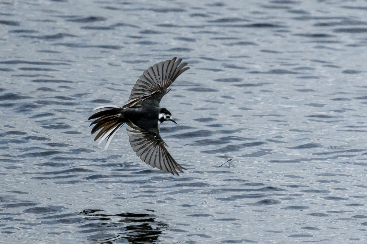 NZ9_2224_Bachi hat Libelle im Visier_IA_6_2026.jpg