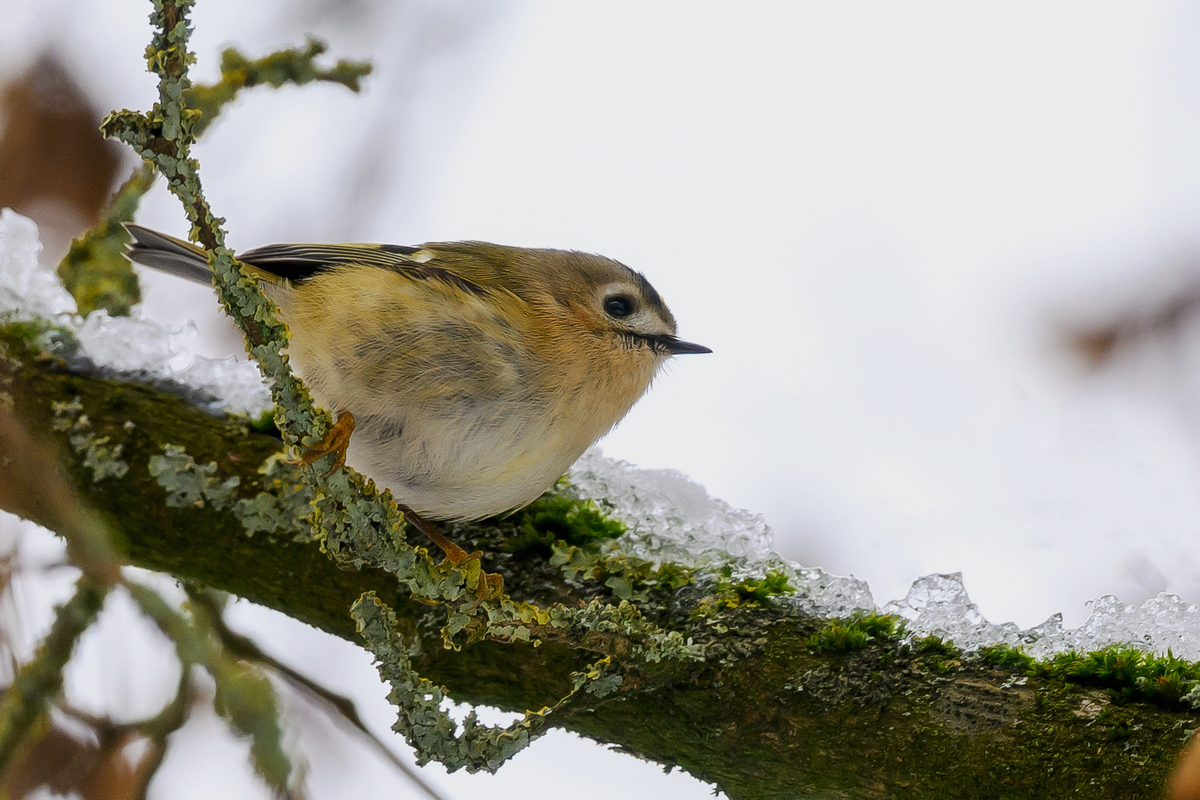 NZ9_2583_Wintergoldhähnchen_IA_1_2026.jpg