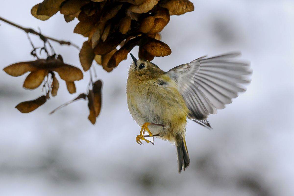 NZ9_2644_Wintergoldhähnchen IIIA_1_2026.jpg