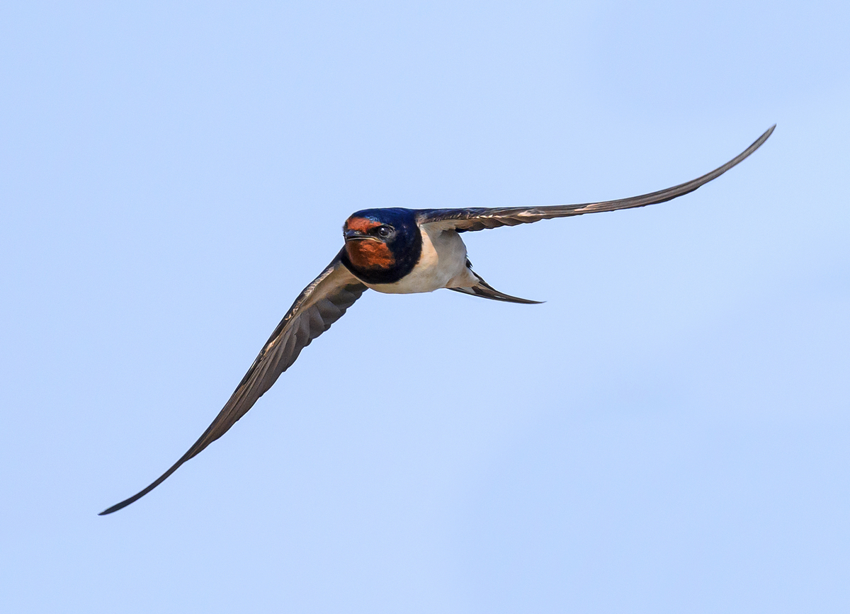 NZ9_2671_Rauchi im Schrägflug_IA_6_2023.jpg