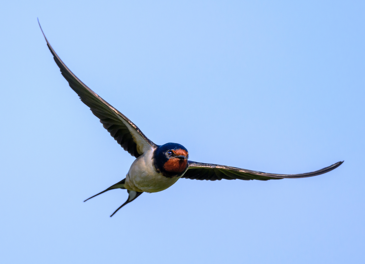 NZ9_2821_Rauchi frontal am Himmel_IA_5-2023.jpg
