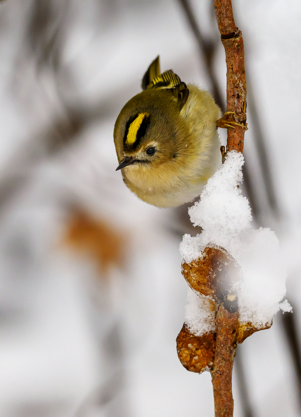NZ9_3592_Wintergoldhähnchen IIA_2_2026.jpg