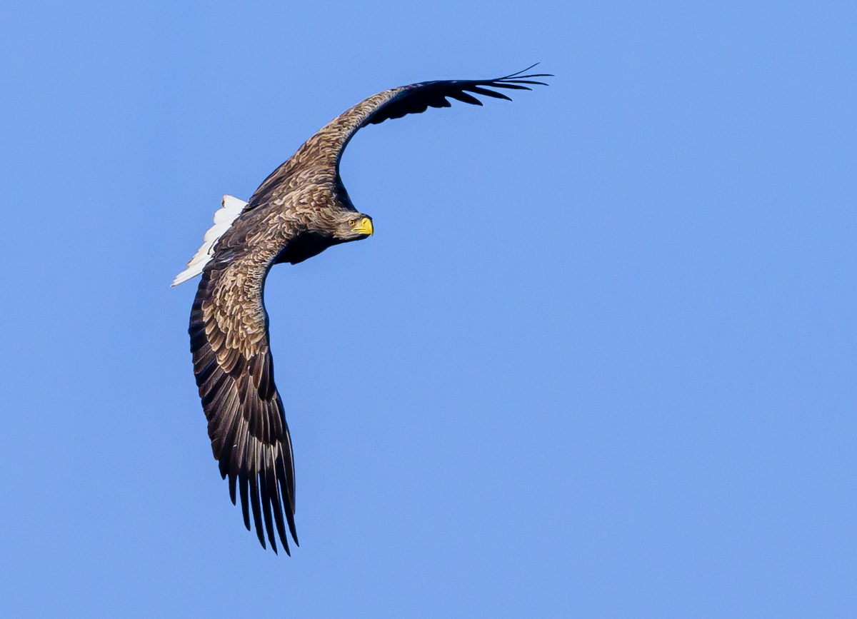 NZ9_3726_Adler_Seeadler__IA_3_2025.jpg