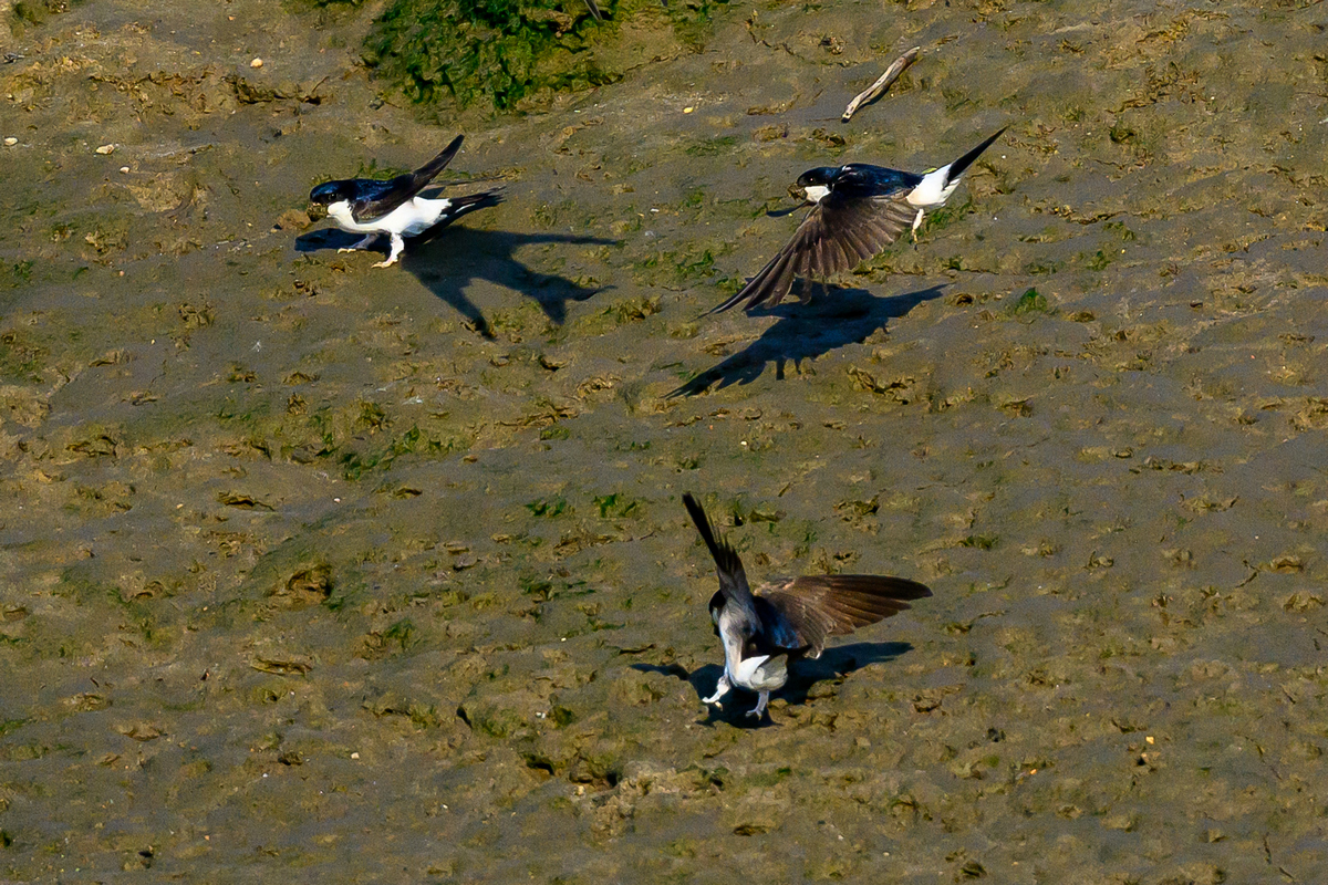 NZ9_4391_Reger Flugbetrieb am Materiallager_IA_6-2023.jpg