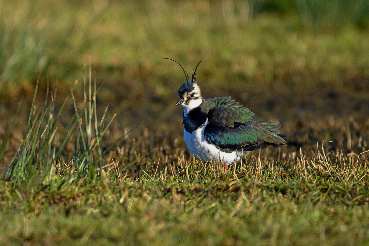 NZ9_4474_Kiebitz_IA_3_2025.jpg