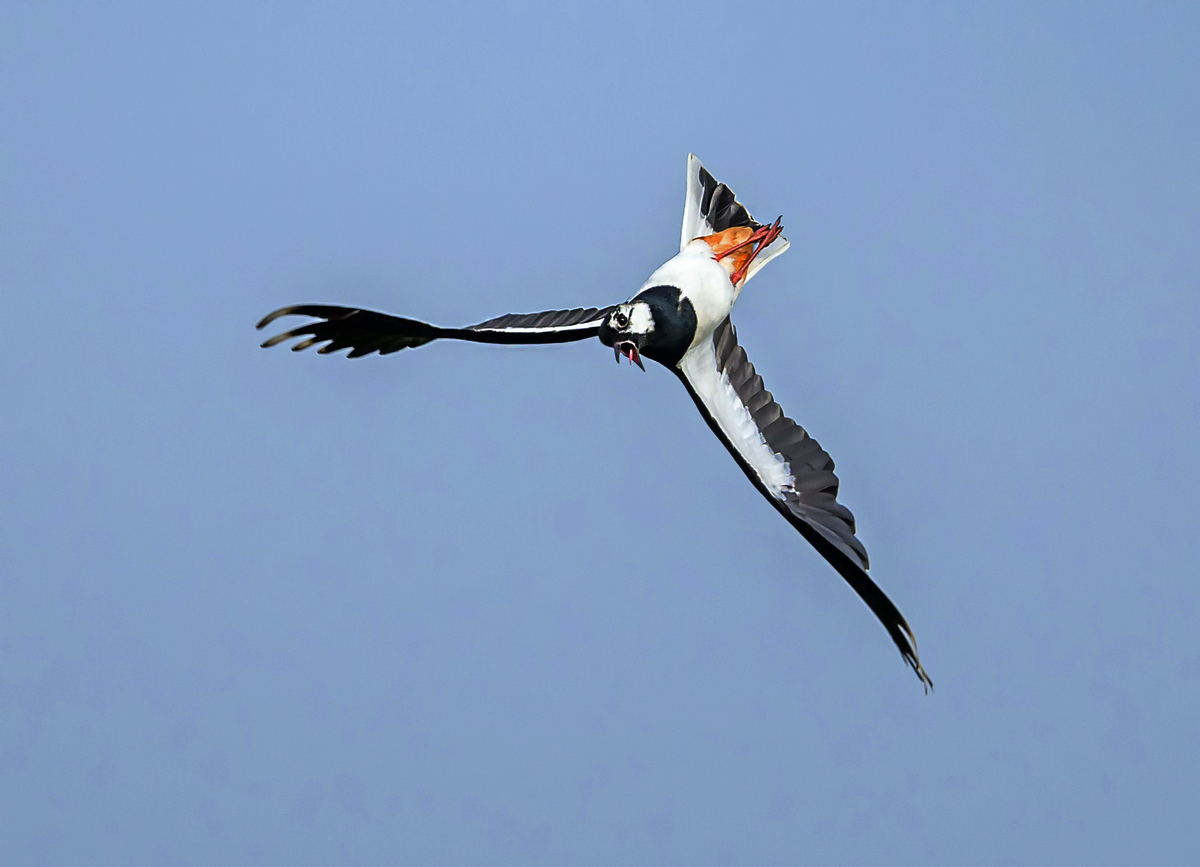 NZ9_4655_Rückenflug in Vollendung_4_2023.jpg
