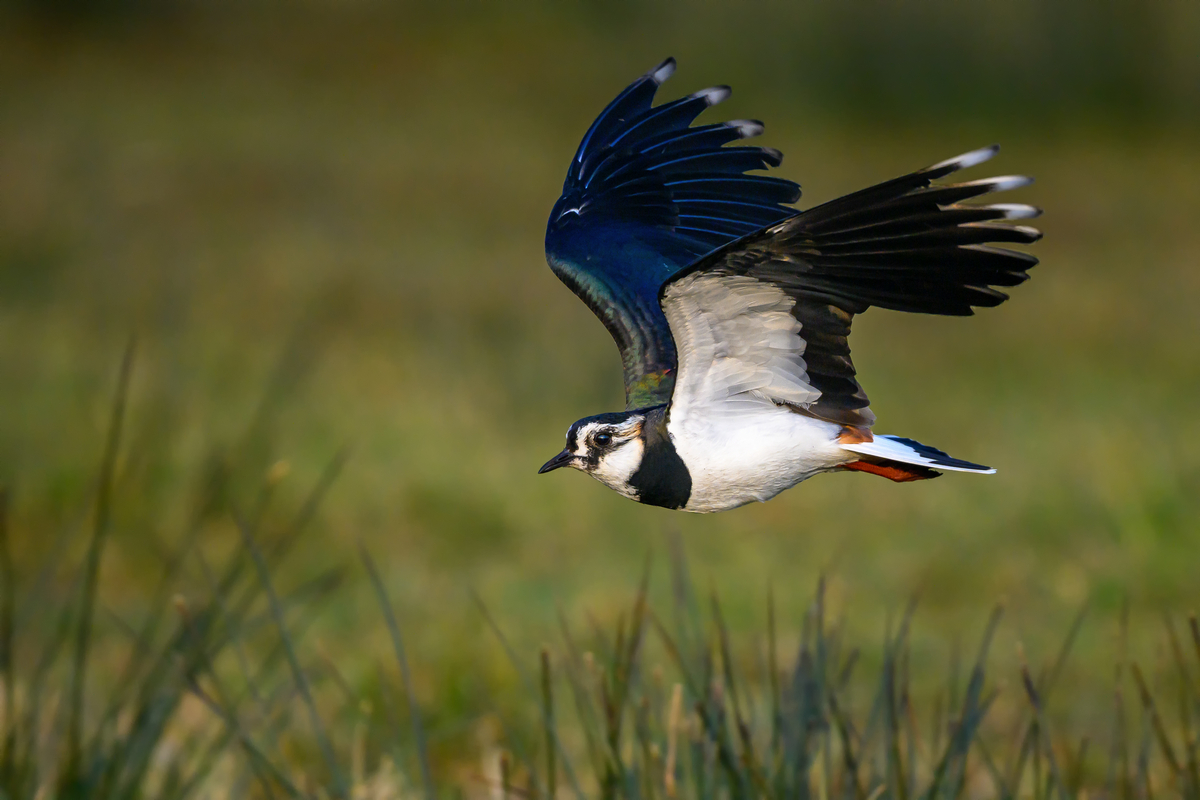 NZ9_4901_Kiebitz_Tiefflug_IA_3_2025.jpg