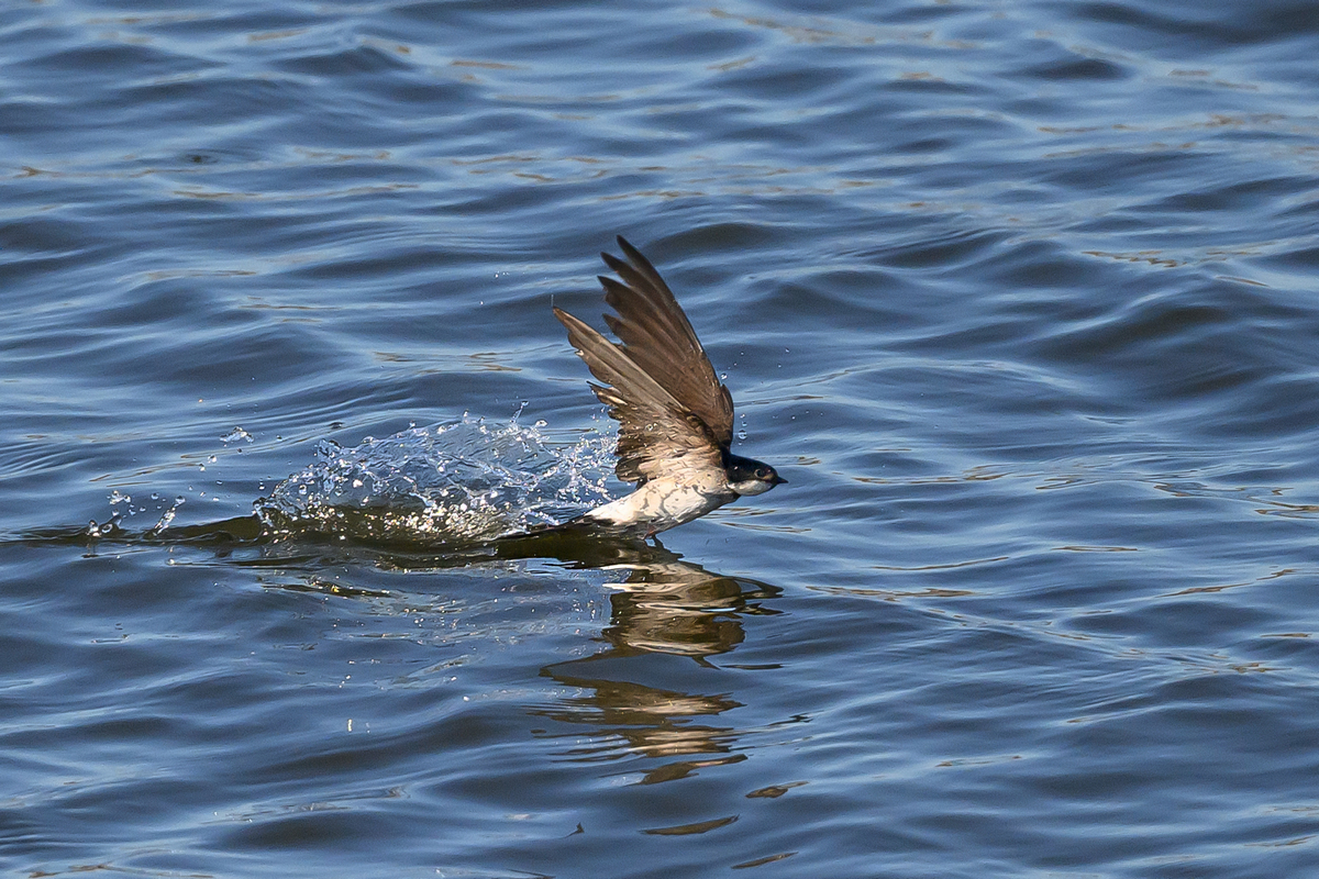 NZ9_5762_Mehli touch and go_IA_Elbe_8-2025.jpg
