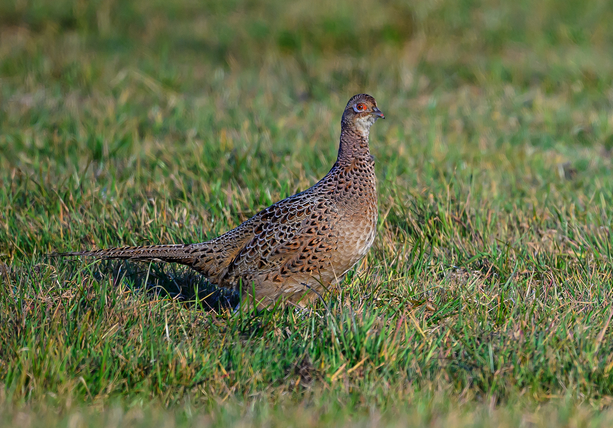 NZ9_6587_Fasanendame_IA_3_2025.jpg