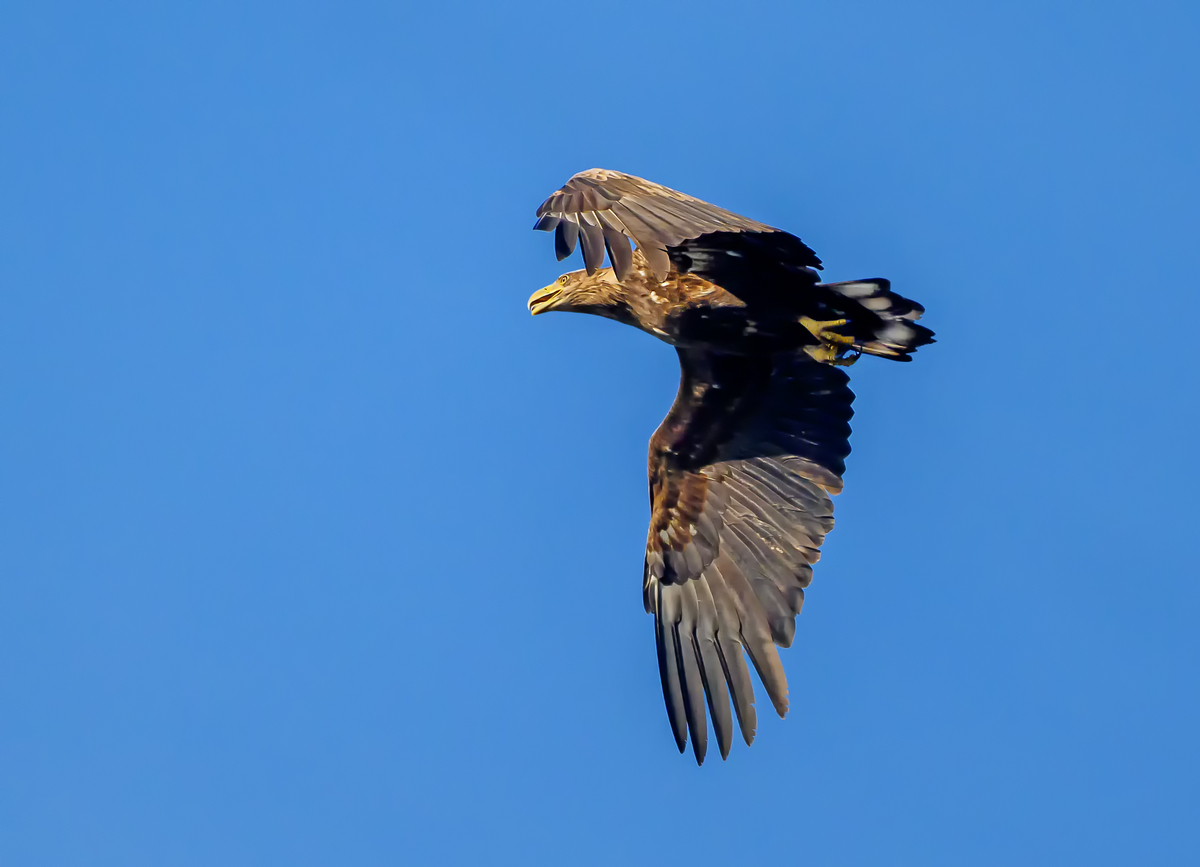 NZ9_7204_Seeadler II_Neuland__4_2025.jpg