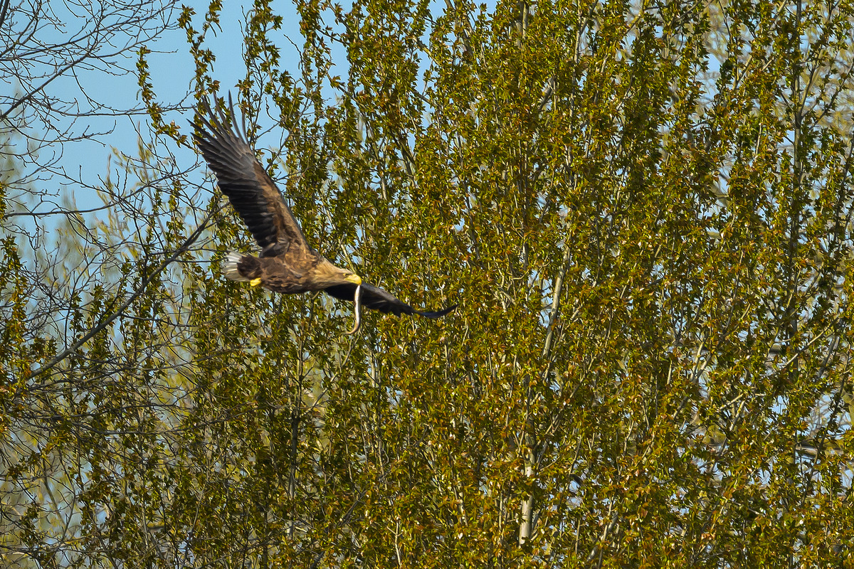 NZ9_7688_Adler mit Aal_Neuland_IA_4_2025.jpg