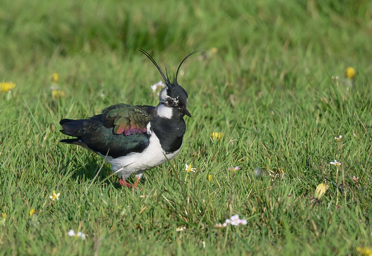 NZ9_8180_lusties Kiebitzmännchen_IA4_2023.jpg