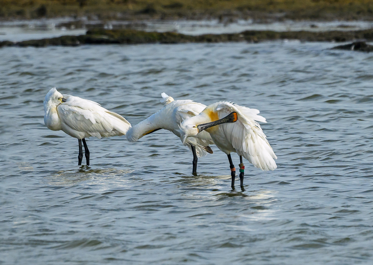 NZ9_8259_Löffler im Odins Loch_IA_5_2026.jpg