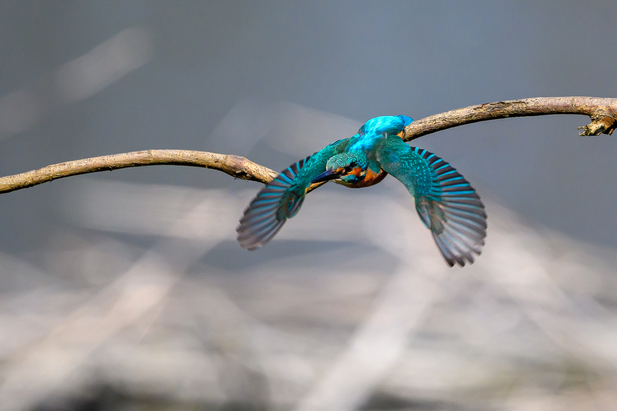 NZ9_8343_Eisi Abflug vom Ast_IA_4_2025.jpg