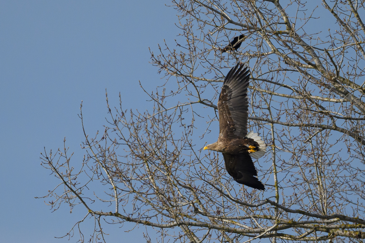 NZ9_8758_Seeadler mit Krähe_Neuland_IA_5_2025.jpg