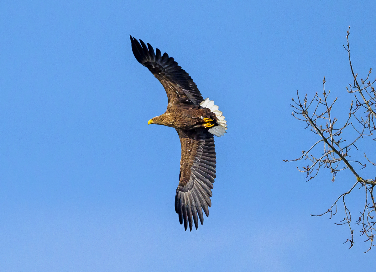 NZ9_8760_Seeadler fliegt ab_Neuland_IA_4_2025.jpg
