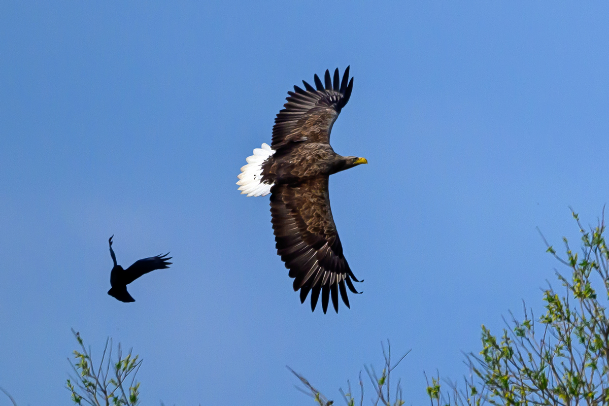 NZ9_8767_Adler von Krähe verfolgt_Neuland_IA_4_2025.jpg