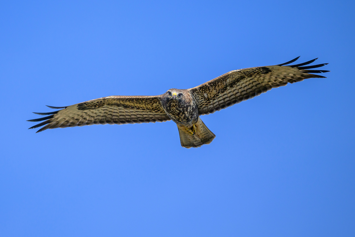 NZ9_9066_Bussard hat mich voll im Blick_10_2025.jpg
