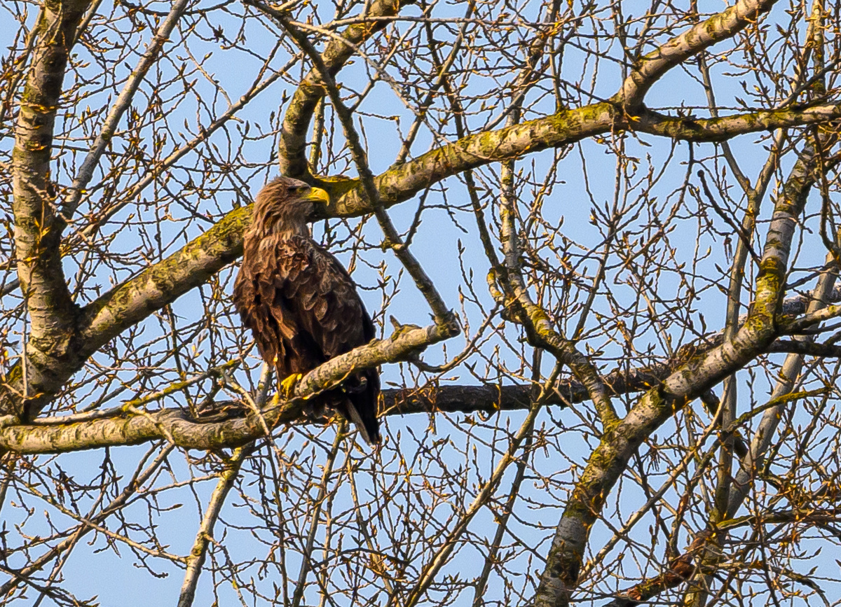 NZ9_9118_Adler am Horst_neuland_IA_4_2025.jpg