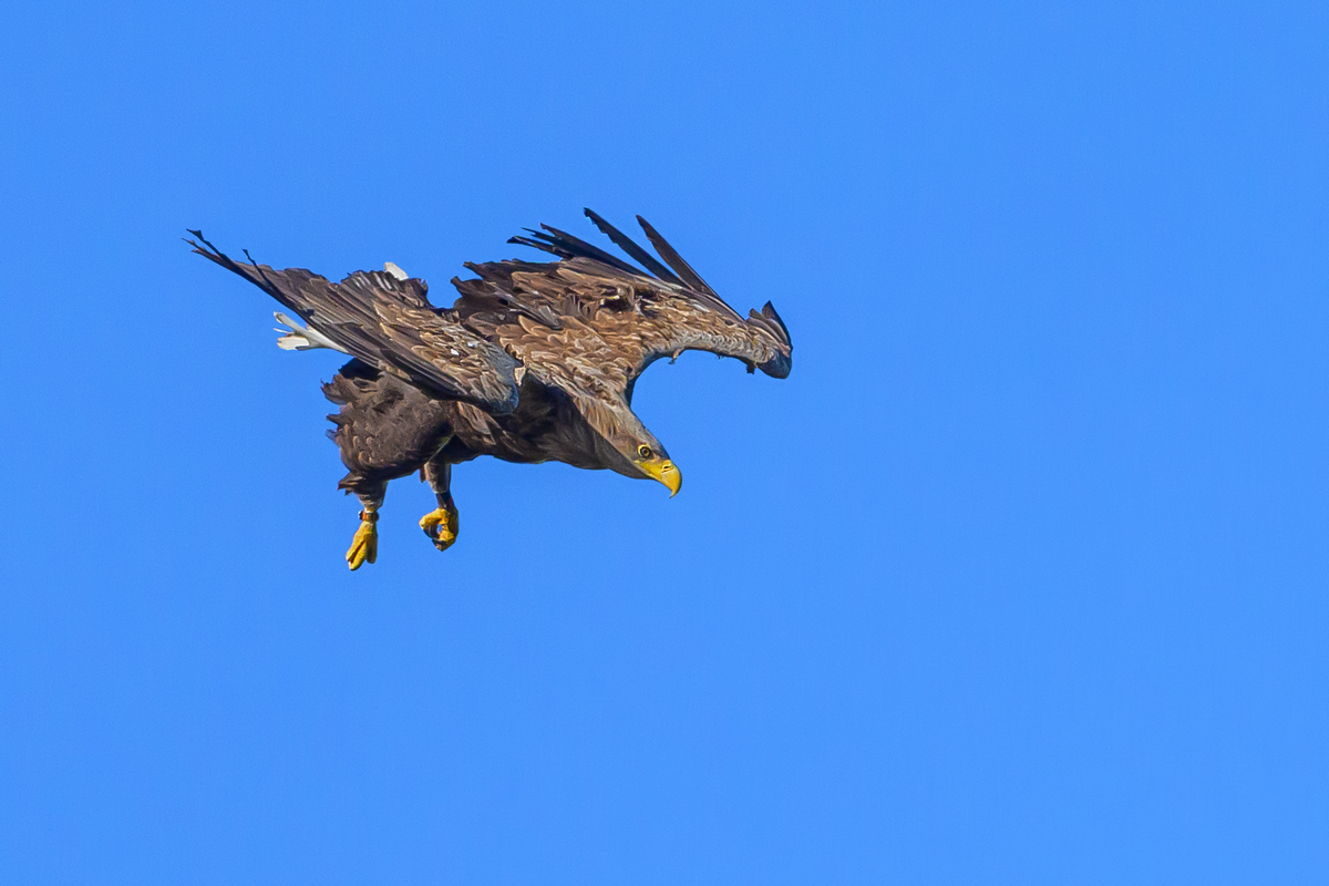 NZ9_9357_Seeadler im Sinkflug zum Horst_Neuland_IA_4_2025.jpg