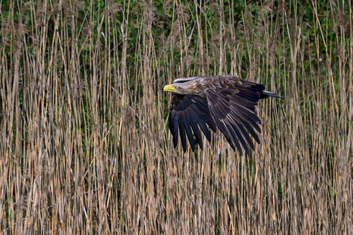 NZ9_9476_Seeadler vor dem Schilf_Neuland_IA_4_2025.jpg