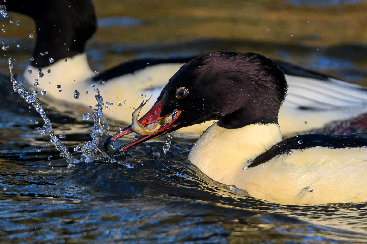 NZ9_9726_Gänsesägermännchen mitv Beute_IA_1_2025.jpg