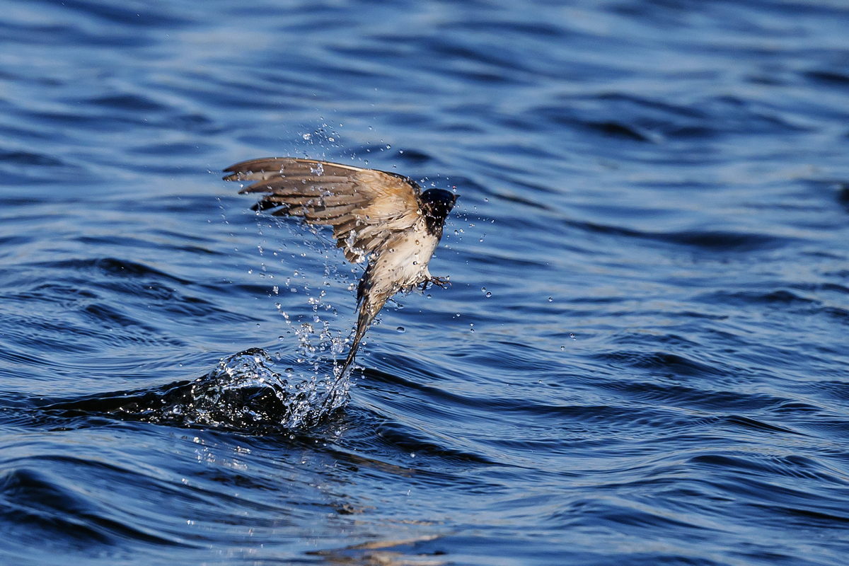 NZ9_9727_Rauchschwable hat gebadet_Kating_IA_5_2023.jpg