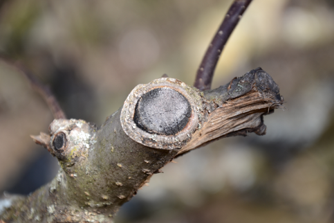 Obstbaum