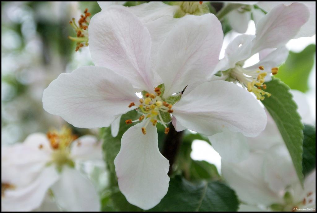 Obstbaumblüte