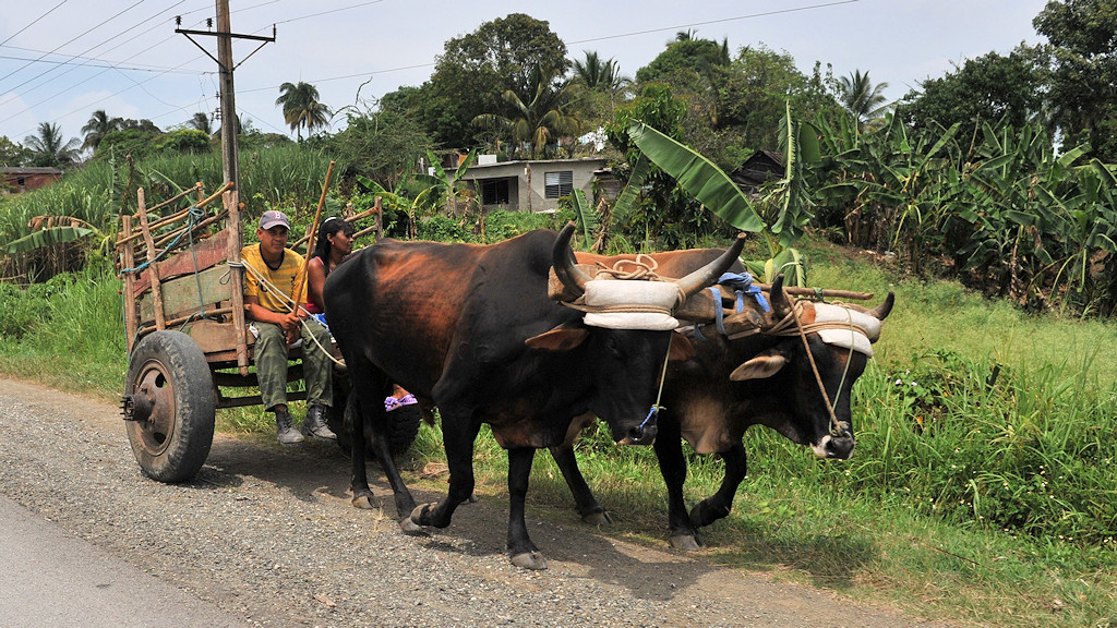Ochsenkarren bei Baracoa
0828